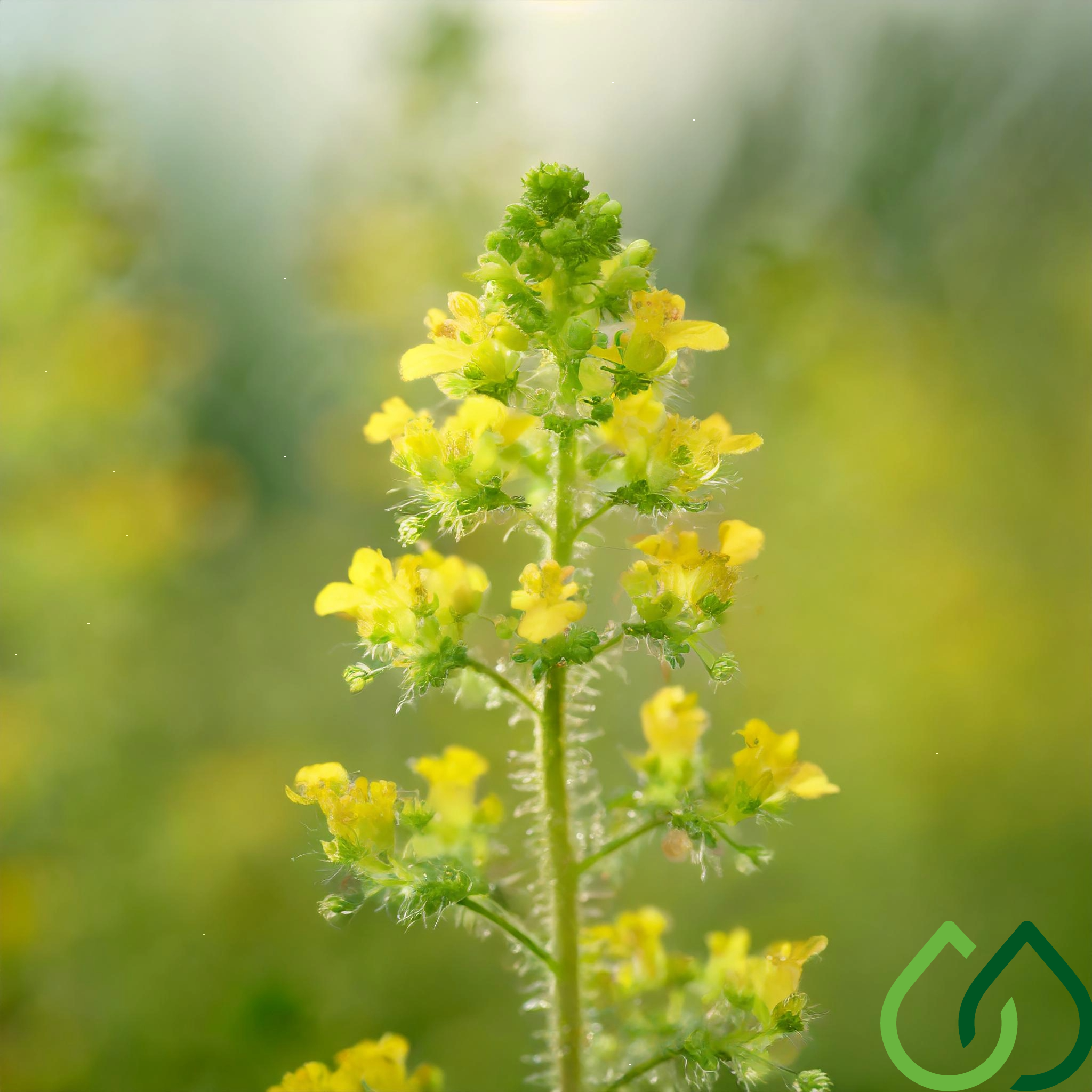 Agrimony de plant 5/1 - pr23